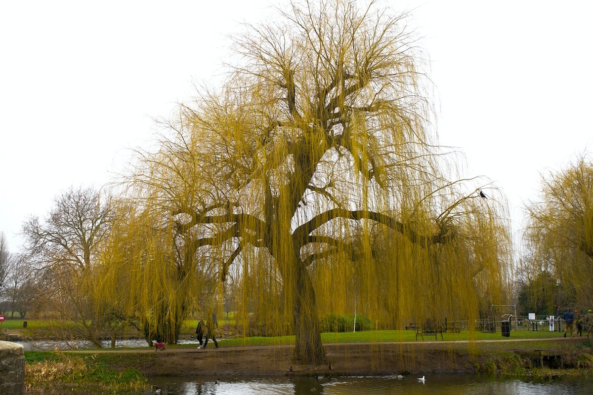 Guide pratique de la taille du saule crevette : conseils et astuces